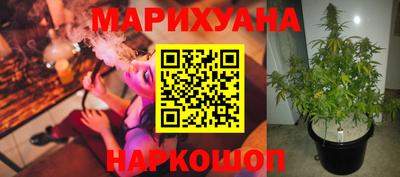 сатива Кинель